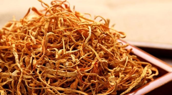 Cordyceps Extract: The Miraculous Medical Mushroom