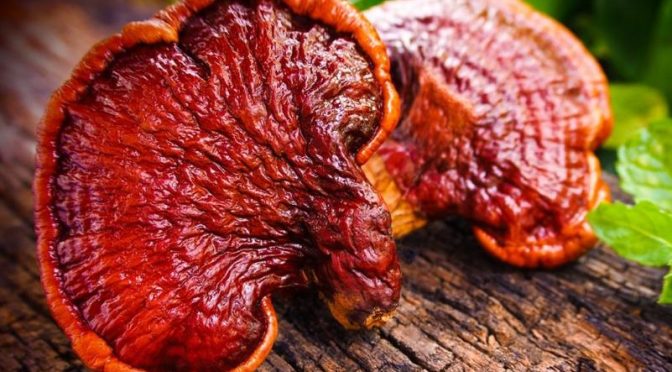 Mushroom extract: The new superfood for anti-aging benefits