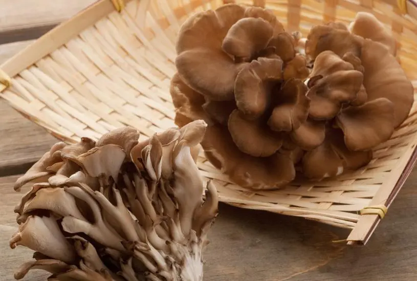 mushrooms extract