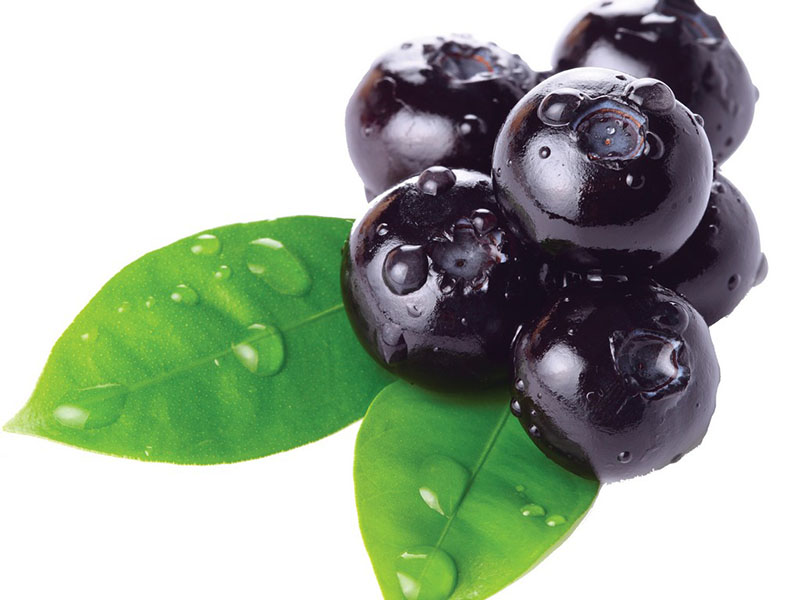 What Is Bilberry
