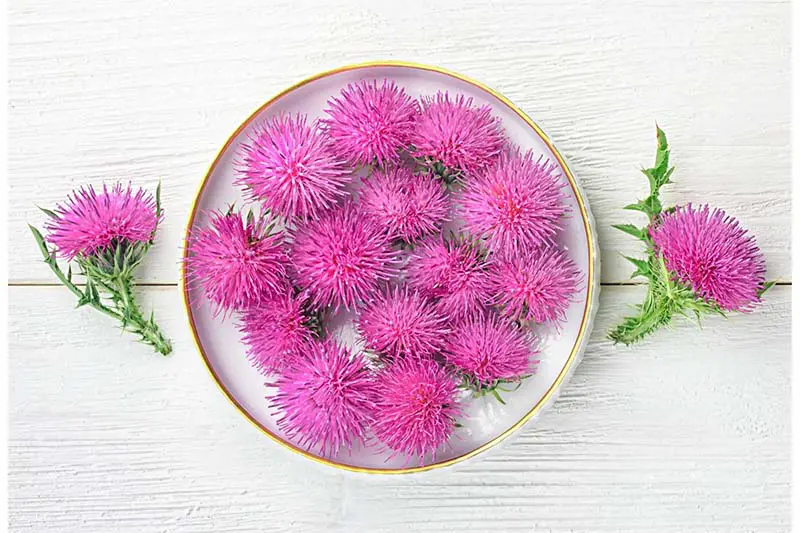 What is milk thistle extract