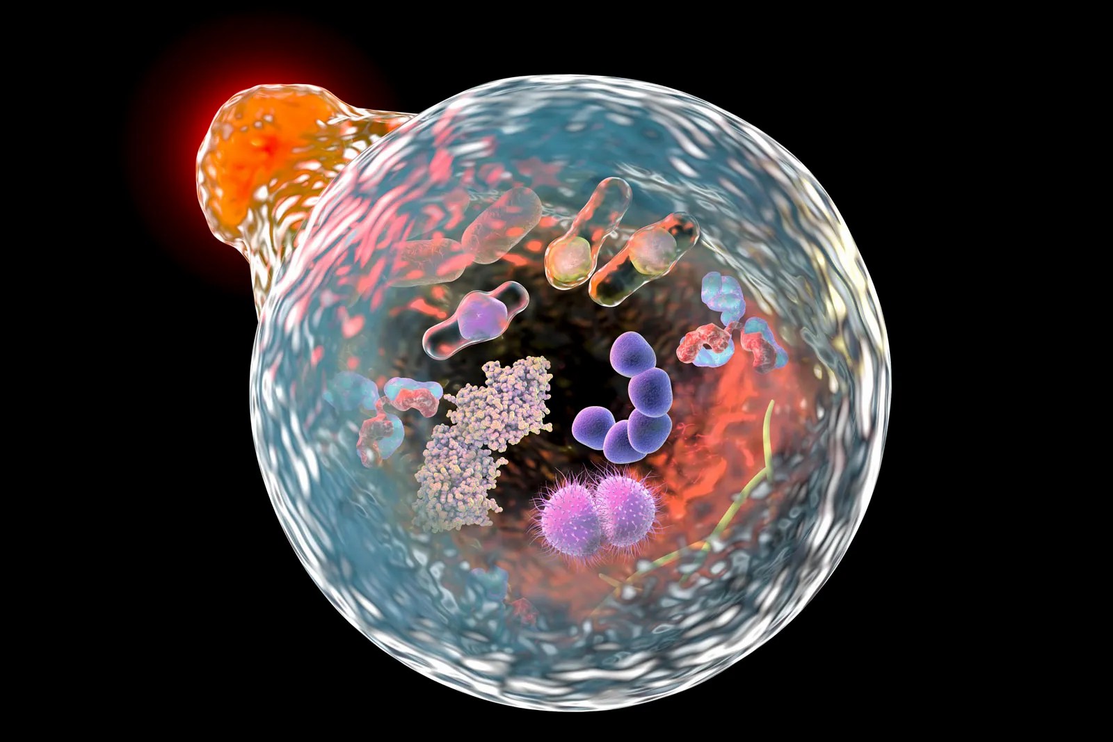spermidine autophagy