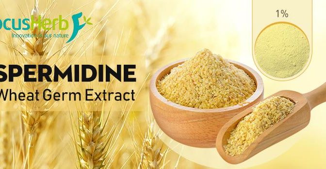 Unlocking the Potentials of Spermidine: Sources and Applications Explored