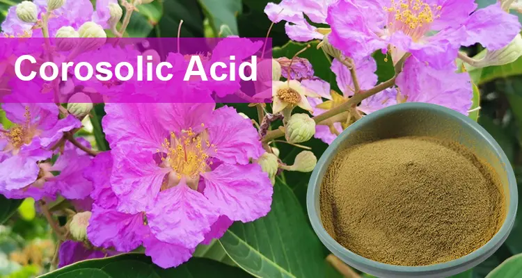 Corosolic acid