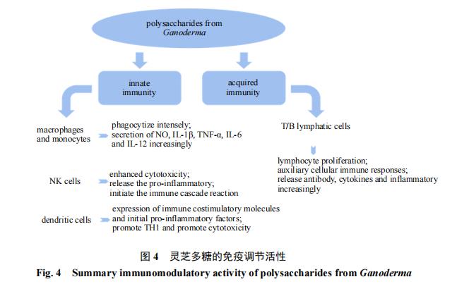 Summary immunomodulatory activity of polysaccharides from Ganoderma