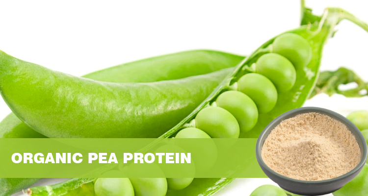 Organic Pea Protein Powder