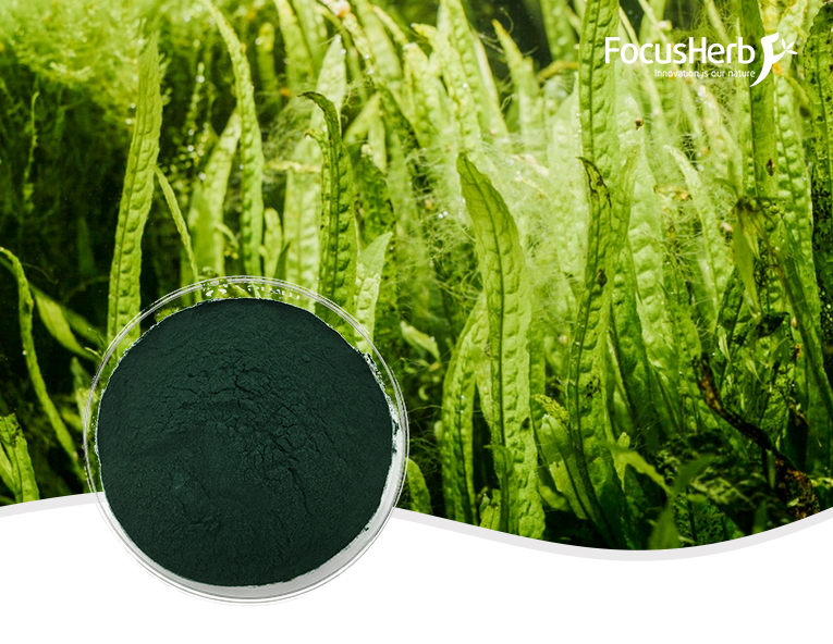 Organic Spirulina Powder Best Nutritional Food for Athletes - FocusHerb