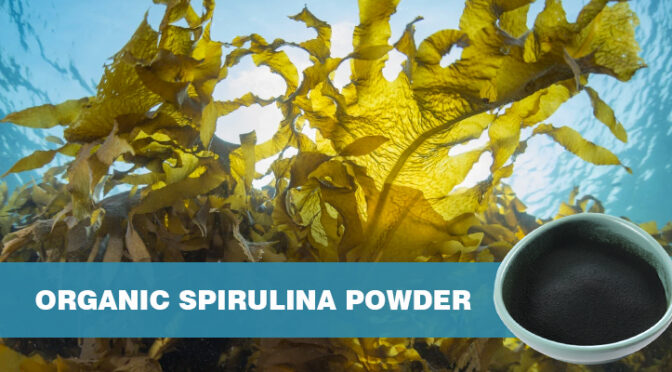 In-depth analysis – organic spirulina powder |  FocusHerb