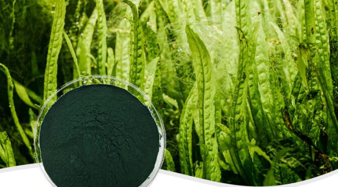 Organic Spirulina Powder Best Nutritional Food for Athletes