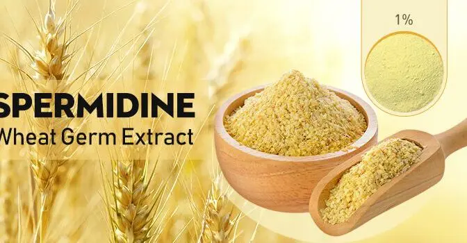 What is the role of spermidine in promoting longevity?