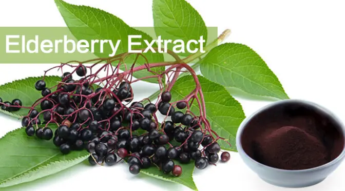 Elderberry extract skin care benefits