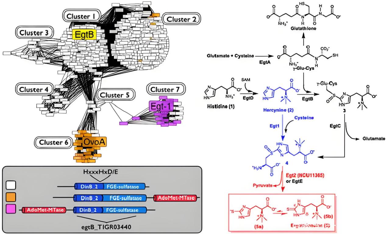 Strengthening the Body's Defenses