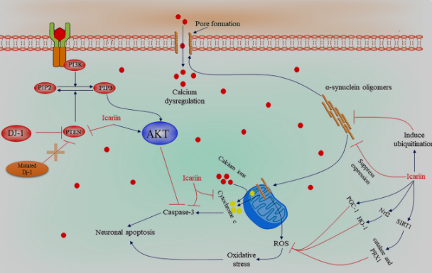 Does Icariin Affect Blood Pressure