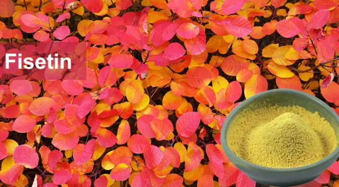 Why Should You Take Fisetin?