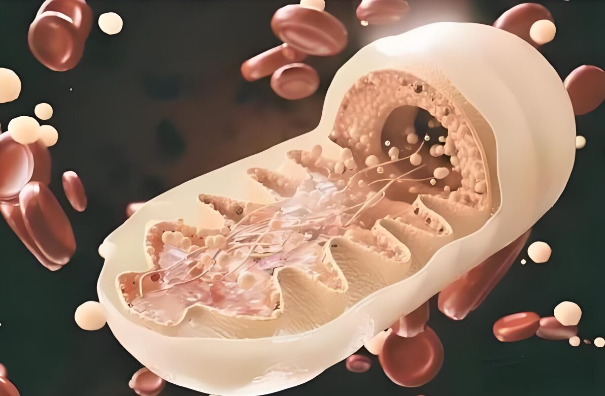 Benefits of Urolithin A