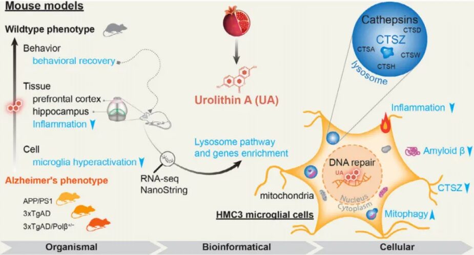Sources of Urolithin A