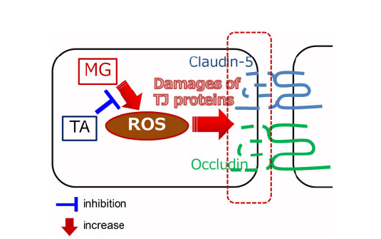 Theanine's multiple benefits