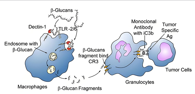 A Versatile Player in the Health Field