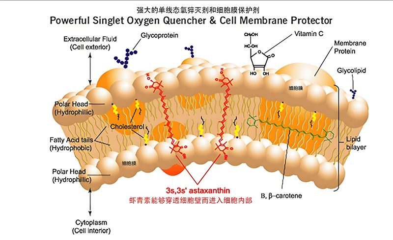 Astaxanthin’s diverse applications
