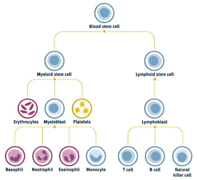 Current Status and Future of Urolithin A​
