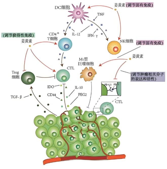 Efficacy and Function of Curcumin