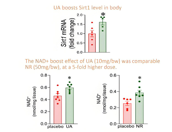How to Get Urolithin A