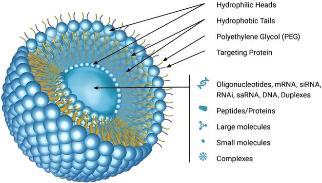 People Who Are Suitable for Taking Curcumin