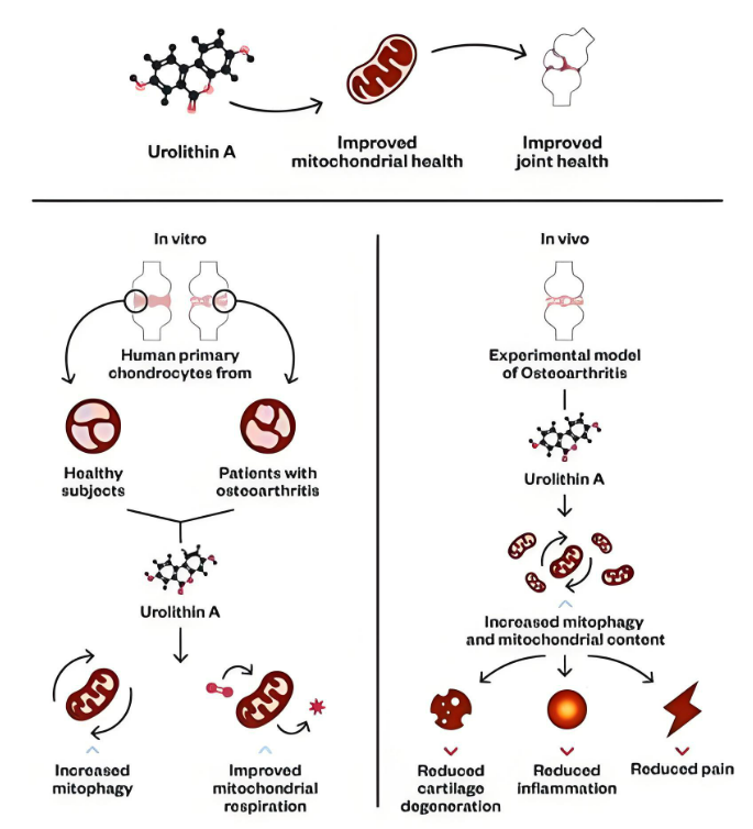 People Who Are Suitable for Taking Urolithin A