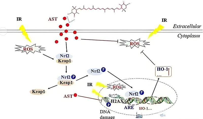 Suitable for People Taking Astaxanthin