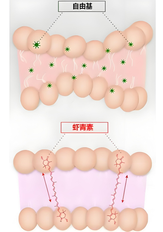 The Powerful Effects of Astaxanthin​