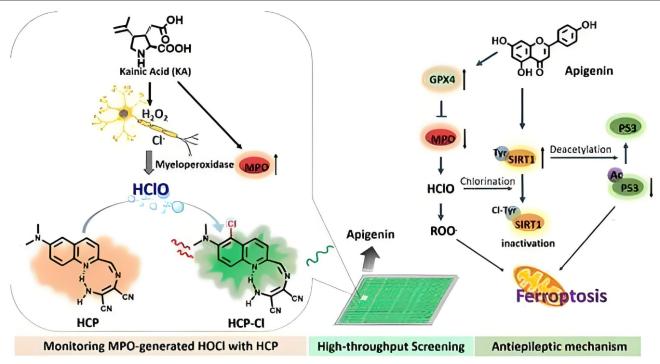 The Secret Weapon Against Tumors