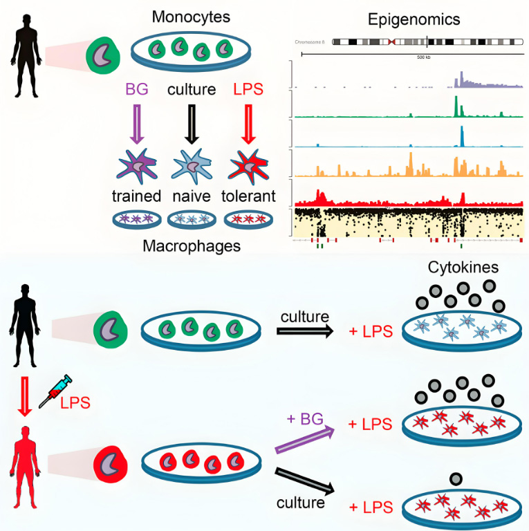 The Structural Code of Glucan