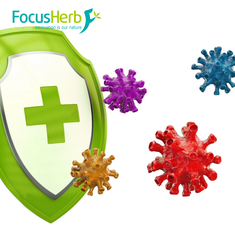 Application of Aloe Powder