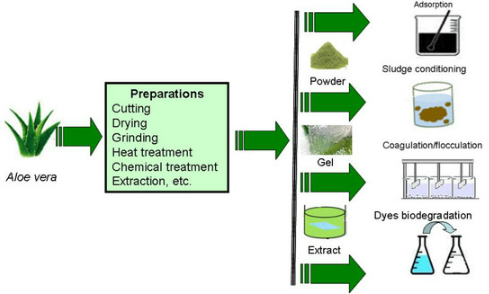 People Who Can Take Aloe Powder