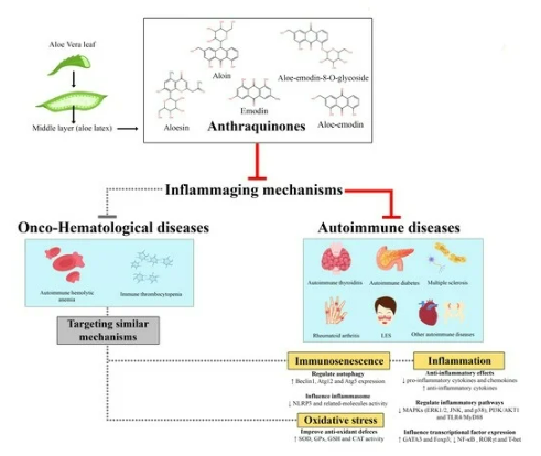 Antibacterial activity