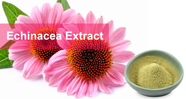 Understanding Echinacea
