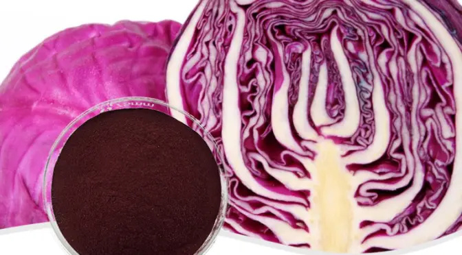 “Purple Treasure” Red Cabbage: An In-Depth Analysis from Table to Field
