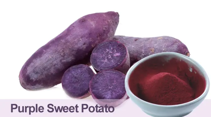 Purple Sweet Potato Color: Nature’s “color treasures” hidden underground