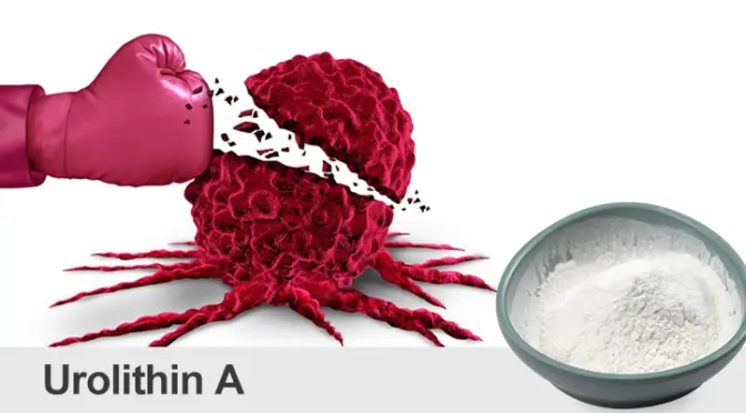 Urolithin A: The anti-aging secret of intestinal flora metabolites