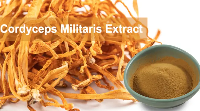 Cordyceps Militaris Extract: Natural active ingredients that protect multi-dimensional health