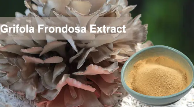 Maitake Mushroom Extact: A health treasure gifted by nature