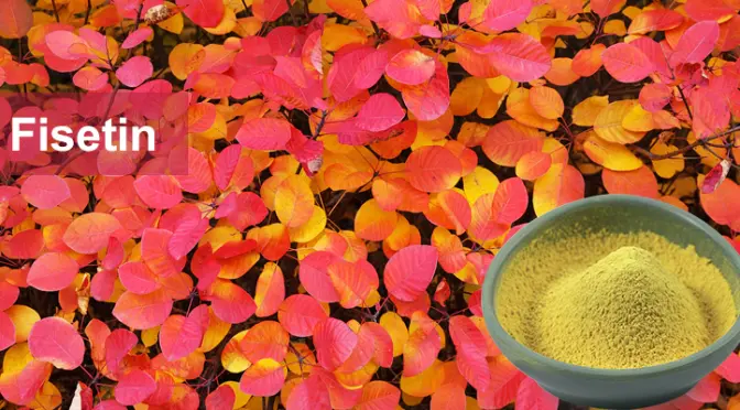 Fisetin: Unlock the natural code of anti-aging