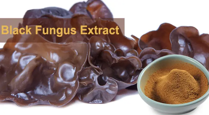 Black Fungus Mushroom Extract: Unlocking the Multiple Benefits of This Natural Health Guardian– FocusHerb