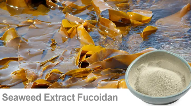 Fucoidan: Unlock the code to boost immunity
