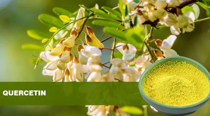 Quercetin Dihydrate powder：The health code hidden in tiny powder