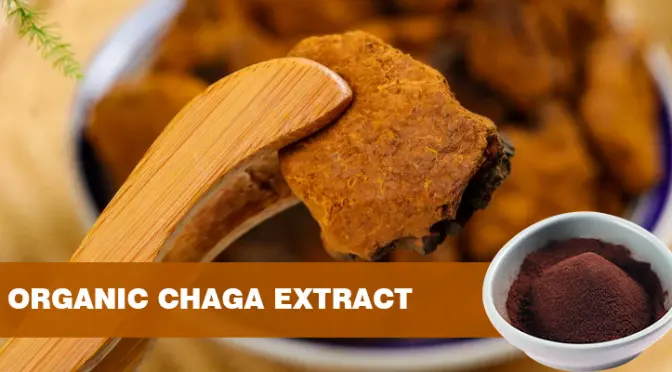 Chaga Mushroom Extract: Decoding the immune regulation code of the fungal kingdom