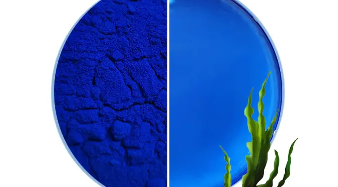 Phycocyanin Pigments: A Comprehensive Explanation of the Blue Miracle- FocusHerb