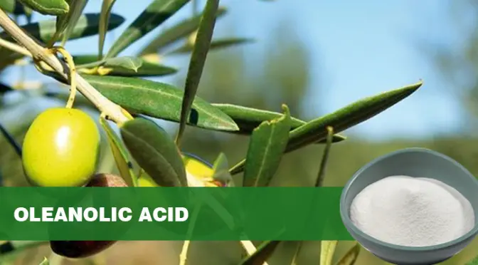 Oleanolic acid: a comprehensive analysis of the research and application of pentacyclic triterpenoid natural active ingredients