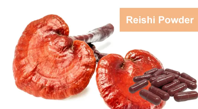 Organic Reishi Powder: A natural regulator that restores immune balance