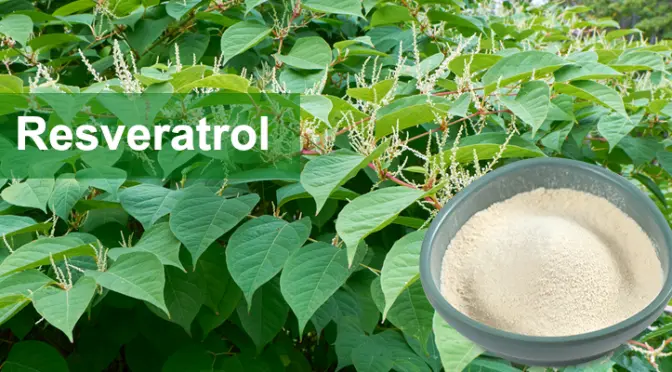 Resveratrol: The rising anti-aging star and health guardian in the plant world